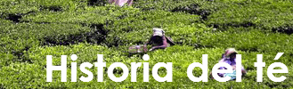 Historia del té